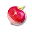 Radish - The Blood of Dawnwalker