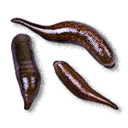 Blood Leeches - The Blood of Dawnwalker