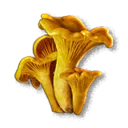Chanterelle - The Blood of Dawnwalker
