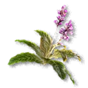 Comfrey - The Blood of Dawnwalker