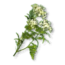Common Yarrow - The Blood of Dawnwalker
