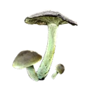 Green-Gilled Mushroom - The Blood of Dawnwalker