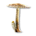 Parasol Mushroom - The Blood of Dawnwalker