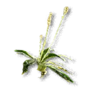 Ribwort Plantain - The Blood of Dawnwalker