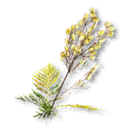 Tansy - The Blood of Dawnwalker