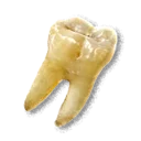 Shiny Tooth - The Blood of Dawnwalker